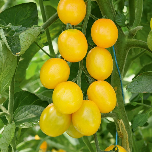 Kirschtomate Gusta Mini Yellow F1 Pflanzen - Bakker