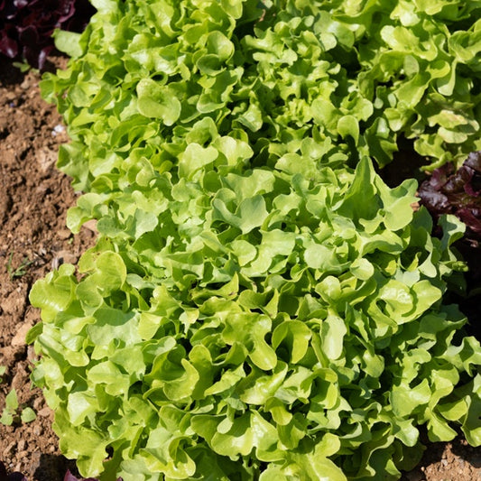 Blonder Eichenblattsalat (x6) - Lactuca sativa 'chêne blonde' - Gemüsegarten