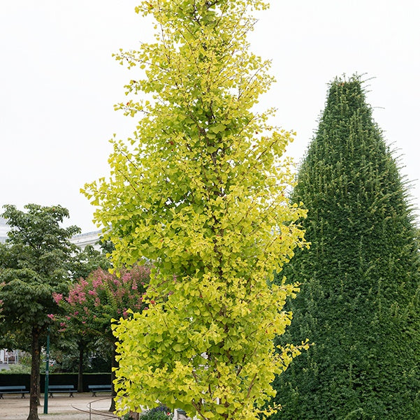 Fächerblattbaum Blagon - Ginkgo biloba blagon - Gartenpflanzen