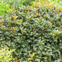 Osmanthus heterophyllus Goshiki - Stachelblättrige Duftblüte Goshiki Tricolor - Balkonblumen