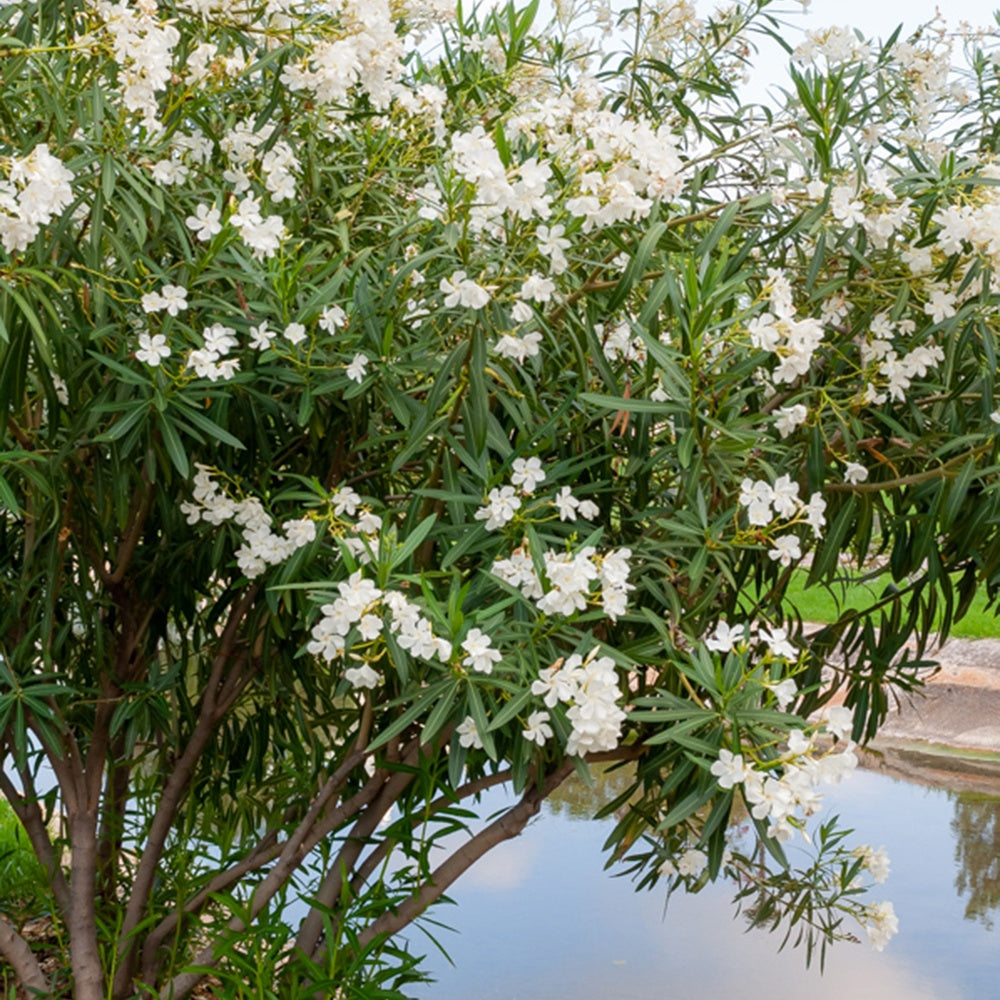 Weisse Oleander - Nerium oleander white - Gartenpflanzen