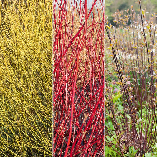 Sammlung von Hartriegel: gelb, schwarz, rot. (x3) - Cornus sericea flaviramea, alba kesselringii, sibi - Gartenpflanzen