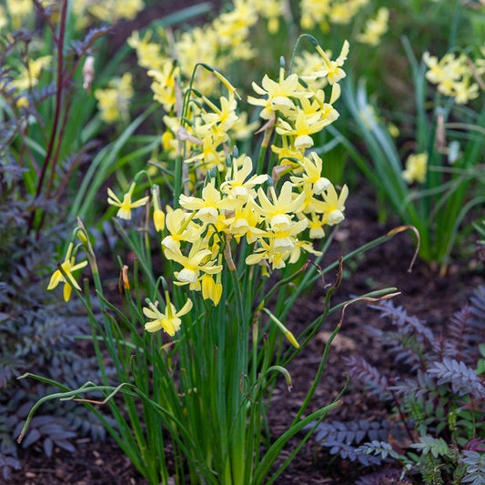 Narzissen Hawera (x10) - Narcissus 'hawera' - Blumenzwiebeln
