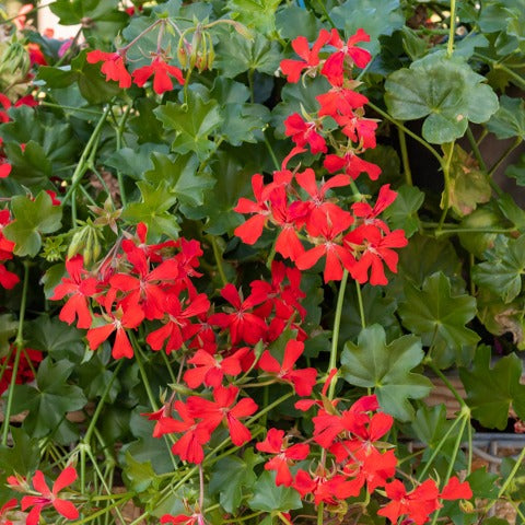 Hängegeranie rot - Bakker