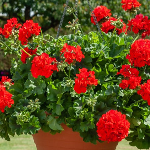 Beetgeranien (rot, weiß, Dark Lilac) (x6) - Pelargonium zonale - Bakker