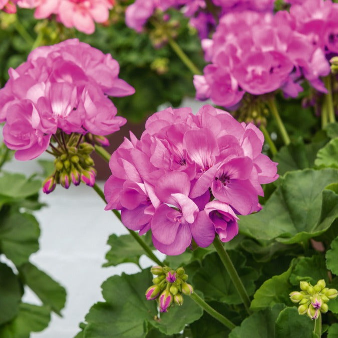 Geranie violett - Pelargonium zonale - Terrasse balkon