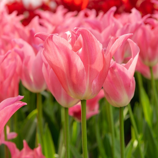Tulpen - 'Pretty Love' (x7) - Tulipa pretty love - Blumenzwiebeln