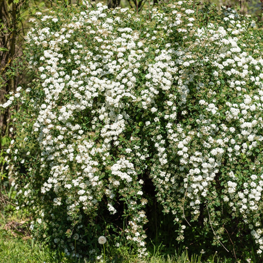 Spierstrauch - Spiraea vanhouttei - Gartenpflanzen