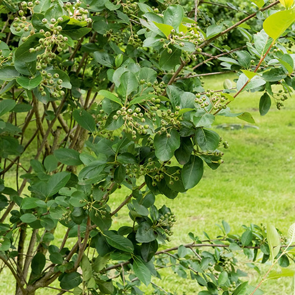 Schwarze Apfelbeere - Aronia melanocarpa - Sträucher und Stauden