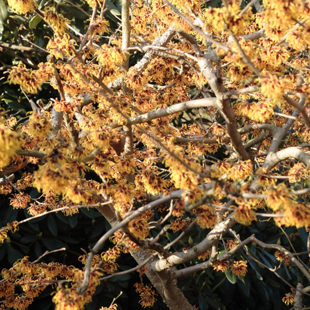 Zaubernuss - Hamamelis intermedia 'orange beauty' - Terrasse balkon