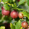 Stachelbeere Captivator - Ribes uva-crispa 'captivator' - Obst
