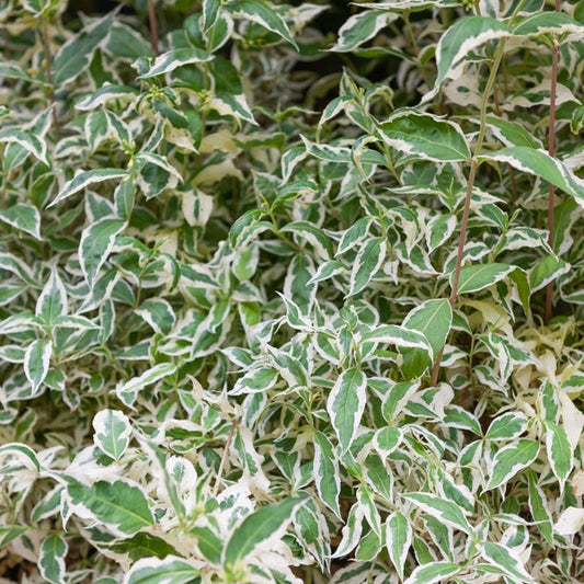 Diervilla - Diervilla sessilifolia variegata - Gartenpflanzen