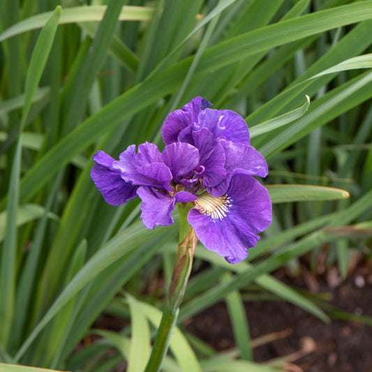 Iris Kaboom - Iris sibirica kaboom - Gartenpflanzen
