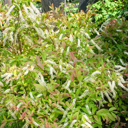 Amerikanische Rosmarinweide  - Itea virginica Henry's Garnet - Gartenpflanzen