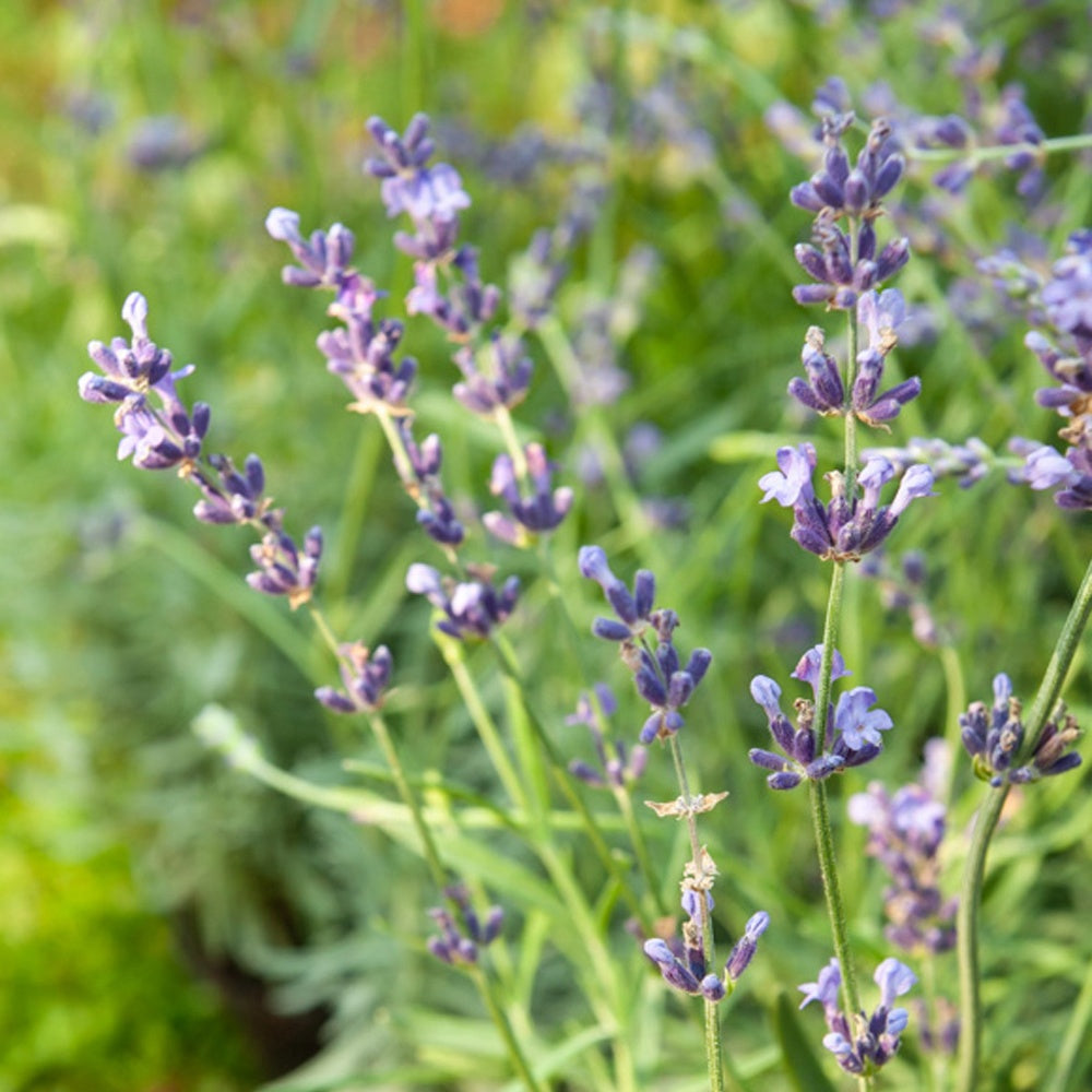 Echter Lavendel Munstead - Lavandula angustifolia 'munstead' - Gartenpflanzen