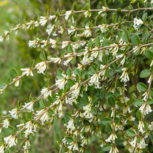 Duftblüte - Osmanthus delavayi - Gartenpflanzen