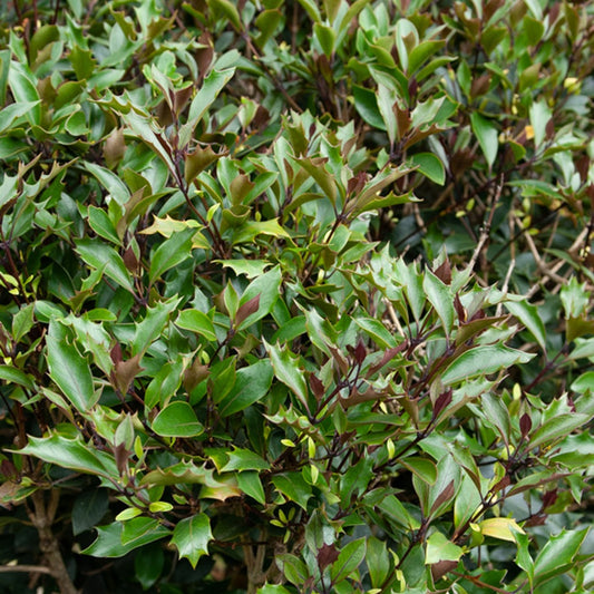 Rote Duftblüte - Osmanthus heterophyllus 'purpureus'
