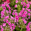 Flammenblume Bambini Desire - Phlox paniculata bambini ® desire - Gartenpflanzen