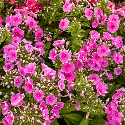 Flammenblume Bambini Desire - Bakker