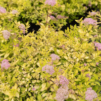 Spierstrauch Goldmound - Spiraea japonica goldmound - Gartenpflanzen