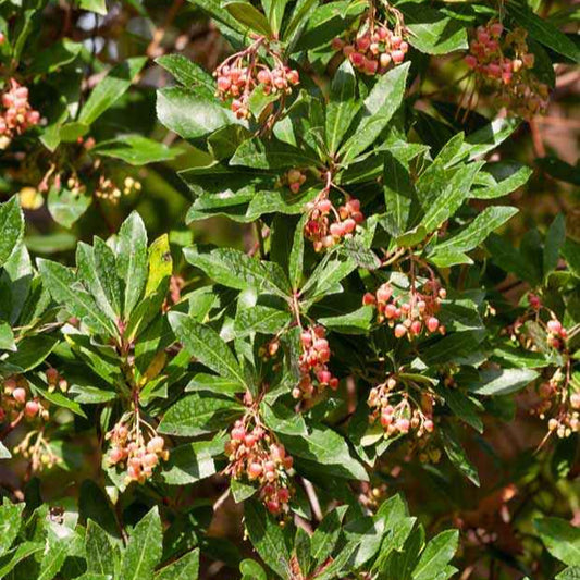 Erdbeerbaum Rubra - Arbutus unedo 'rubra' - Obst
