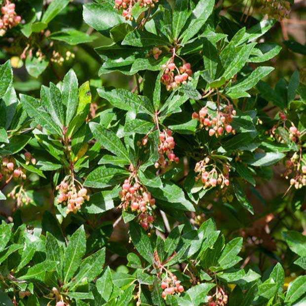 Erdbeerbaum Rubra - Arbutus unedo 'rubra' - Obstsorte