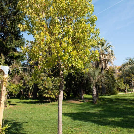Kampferbaum - Cinnamomum camphora - Gartenpflanzen