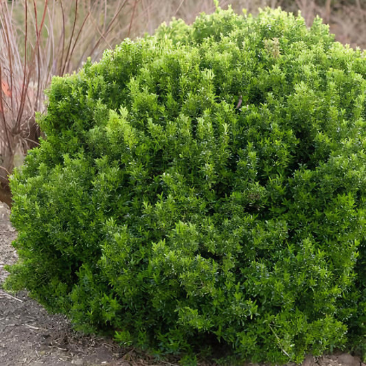 Japanischer Spindelstrauch Microphyllus - Bakker