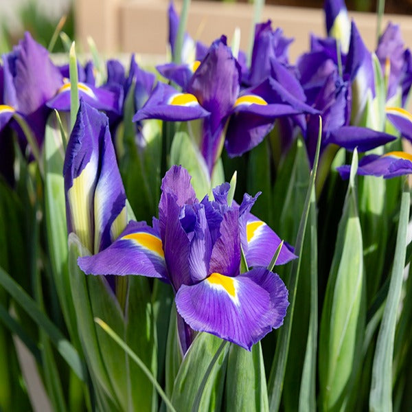 Holländische Schwertlilien 'Purple Sensation' - Iris 'purple sensation' - Blumenzwiebeln