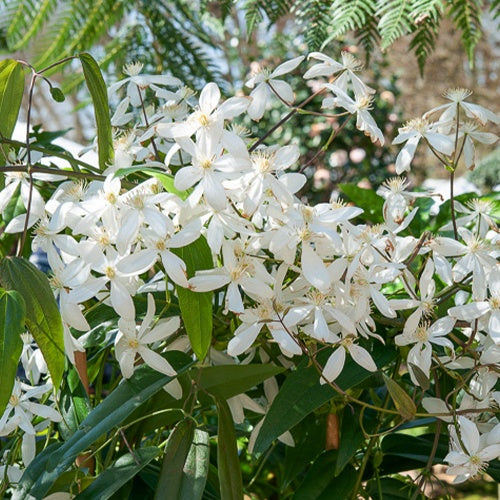 Waldrebe Snowdrift - Clematis armandii 'snowdrift' - Sträucher und Stauden