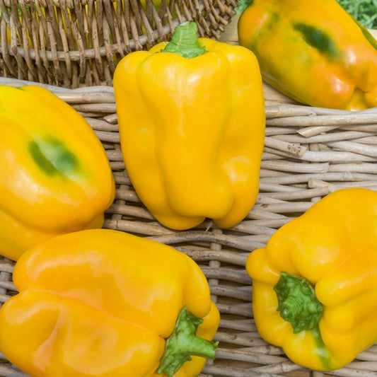 Gelbe Paprika Jaune Tenor F1 - Bakker