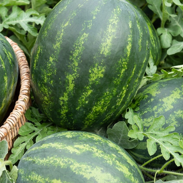 Wassermelonen Mini-Love - Gemüsegarten