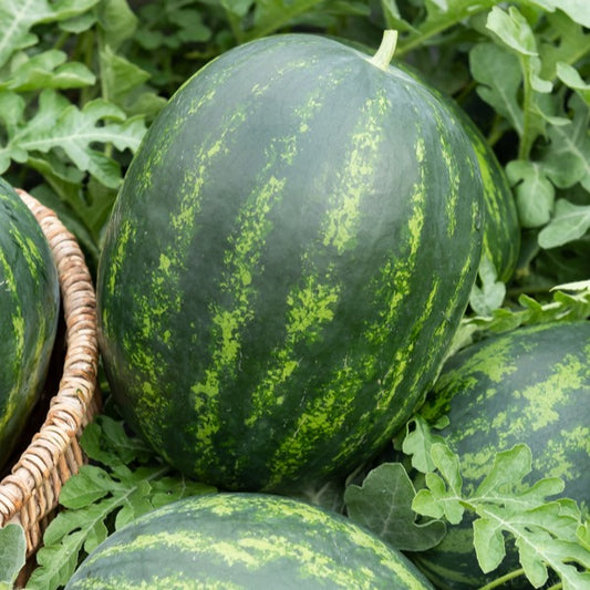 Wassermelonen Mini-Love - Gemüsegarten