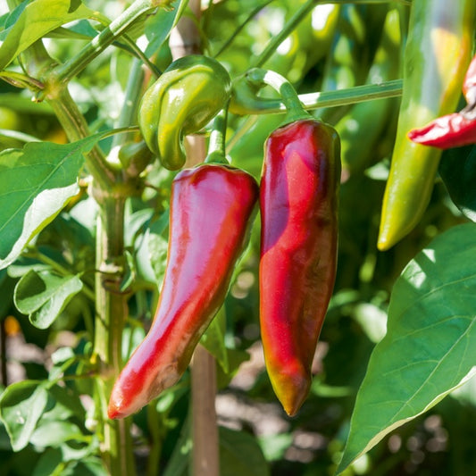 Chili Gorria - Bakker