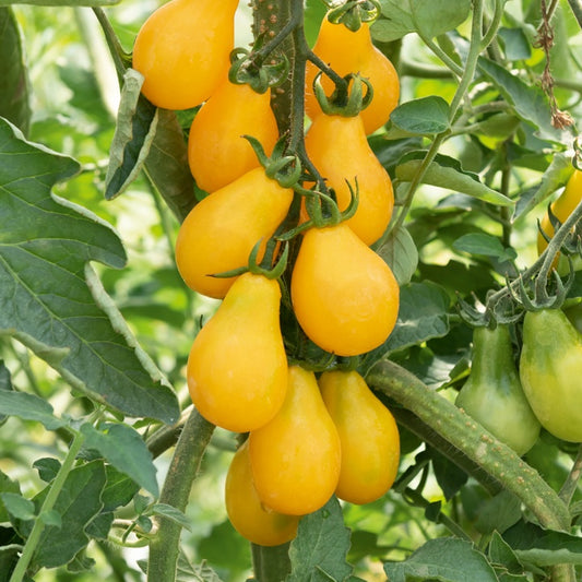 Kirschtomate Yellow Pearshed - Gemüsegarten