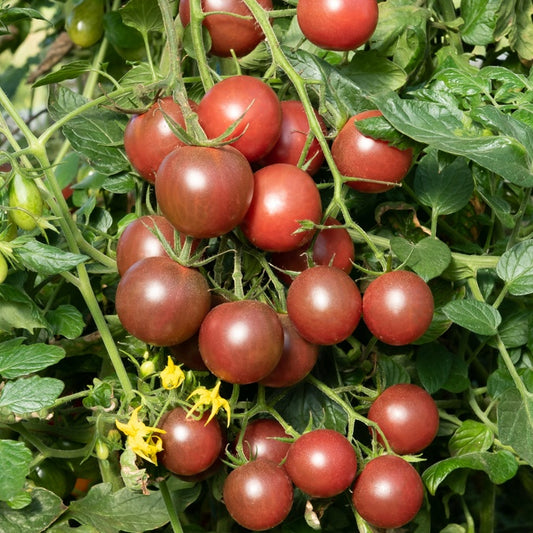 Kirschtomate Black Cherry - Gemüsegarten