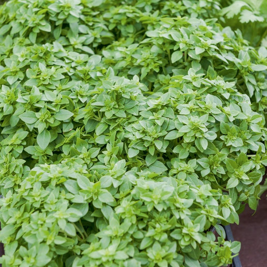 Basilikum Fin Vert - Bakker