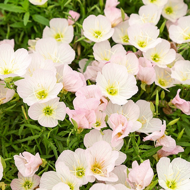 Nachtkerze Siskiyou Pink (x2) - Oenothera siskiyou pink - Sträucher und Stauden