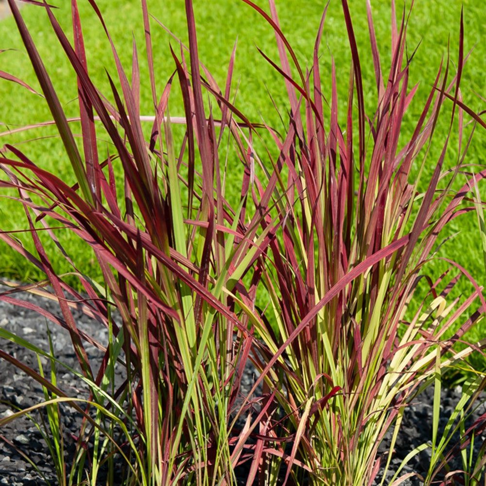 Gräser - Japanisches Blutgras 'Red Baron' - Imperata cylindrica Red Baron