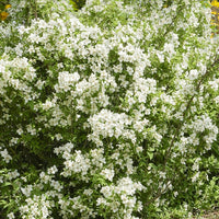 3 Sträucher als Geschenk - Weigela Bristol Ruby,Philadelphus Virginal,Forsythia int. Spectabilis - Bakker