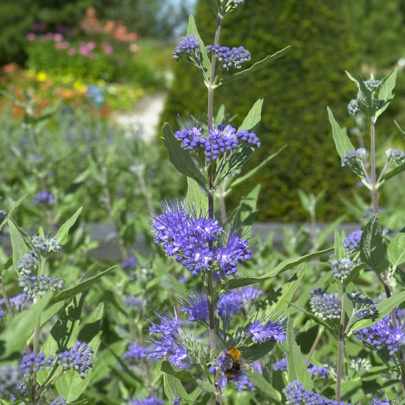 Bartblume 'Heavenly Blue' - Caryopteris clandonensis heavenly blue - Ziersträucher