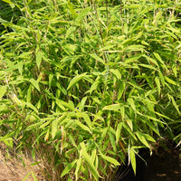 Nicht-invasive Bambusse - Gartenbambus - Fargesia rufa