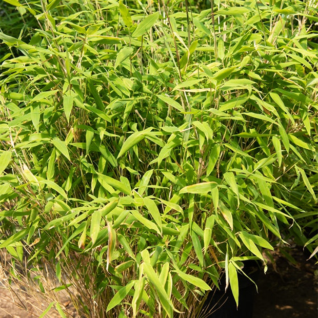 Gartenbambus - Fargesia rufa