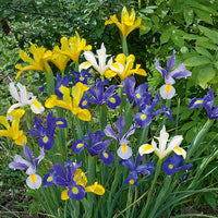 Holländische Iris Mischung 'Dutch Garden' - Iris hollandica - Iris