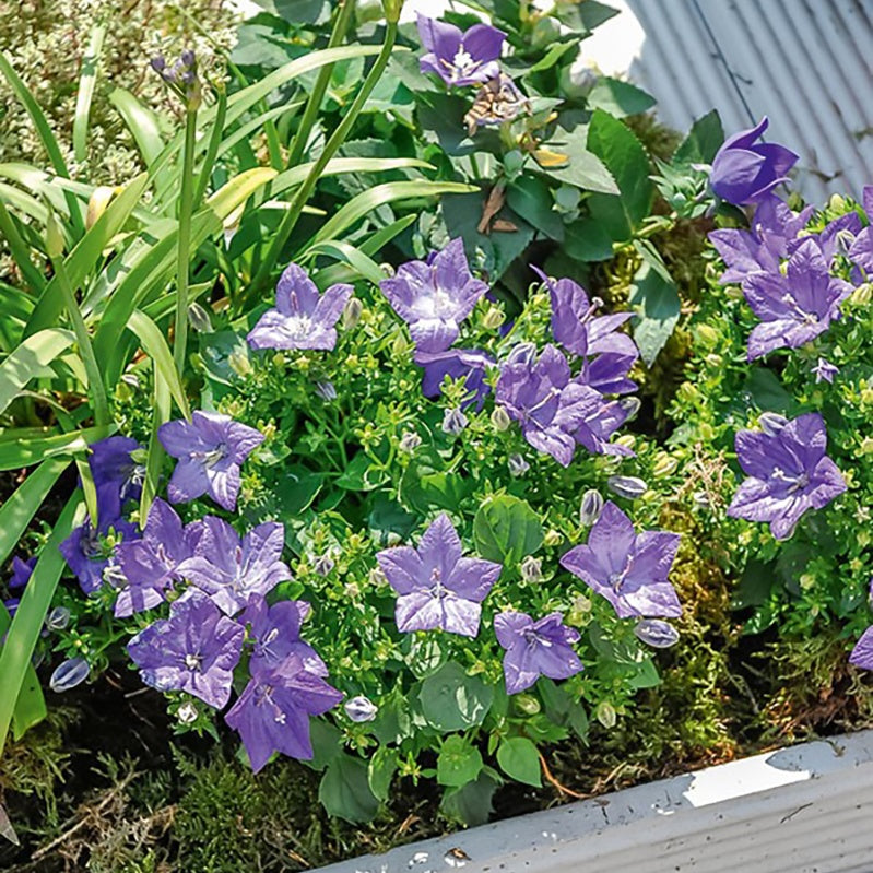 Campanula carpatica - Karpaten-Glockenblume - Glockenblumen