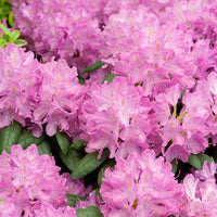 Alpenrose 'Roseum Elegans' - Rhododendron roseum elegans - Sträucher und Stauden