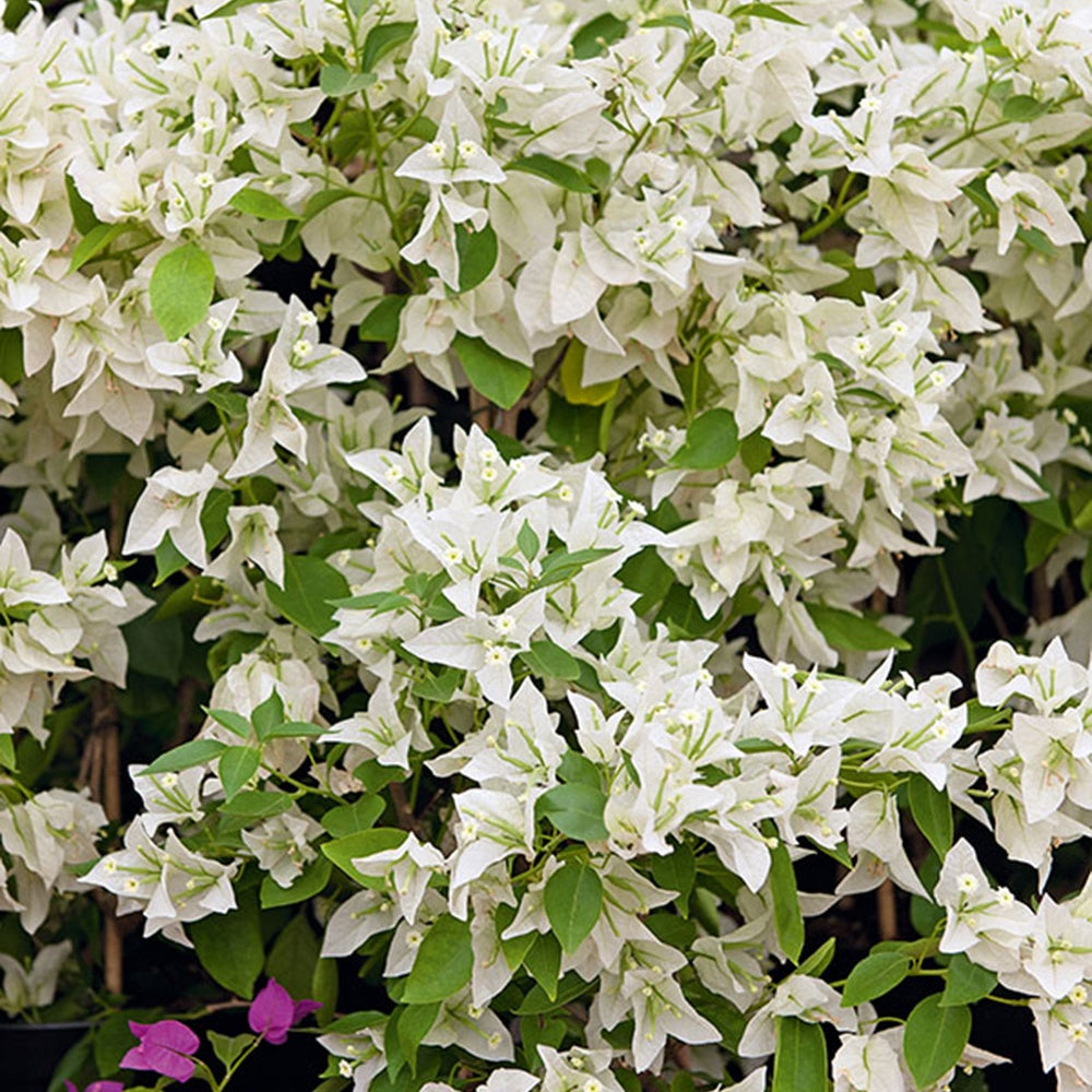 Drillingsblume 'White Cascade' - Bougainvillea white