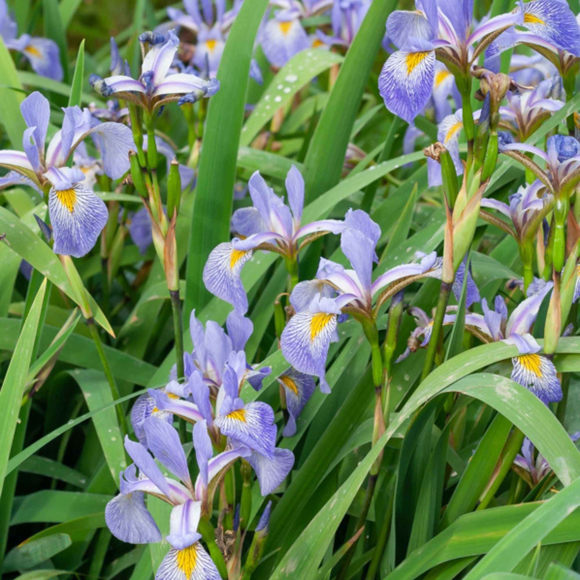 Amerikanische Schwertlilie - Iris versicolor - Teichpflanzen