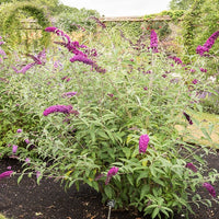 Schmetterlingsflieder Buddleja 'Royal Red' - Bakker