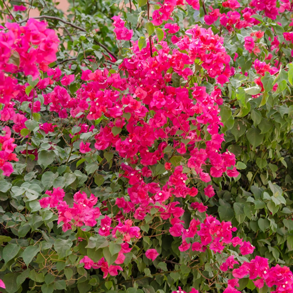 Verkauf Bougainvillea rosa - Bougainvillea pink